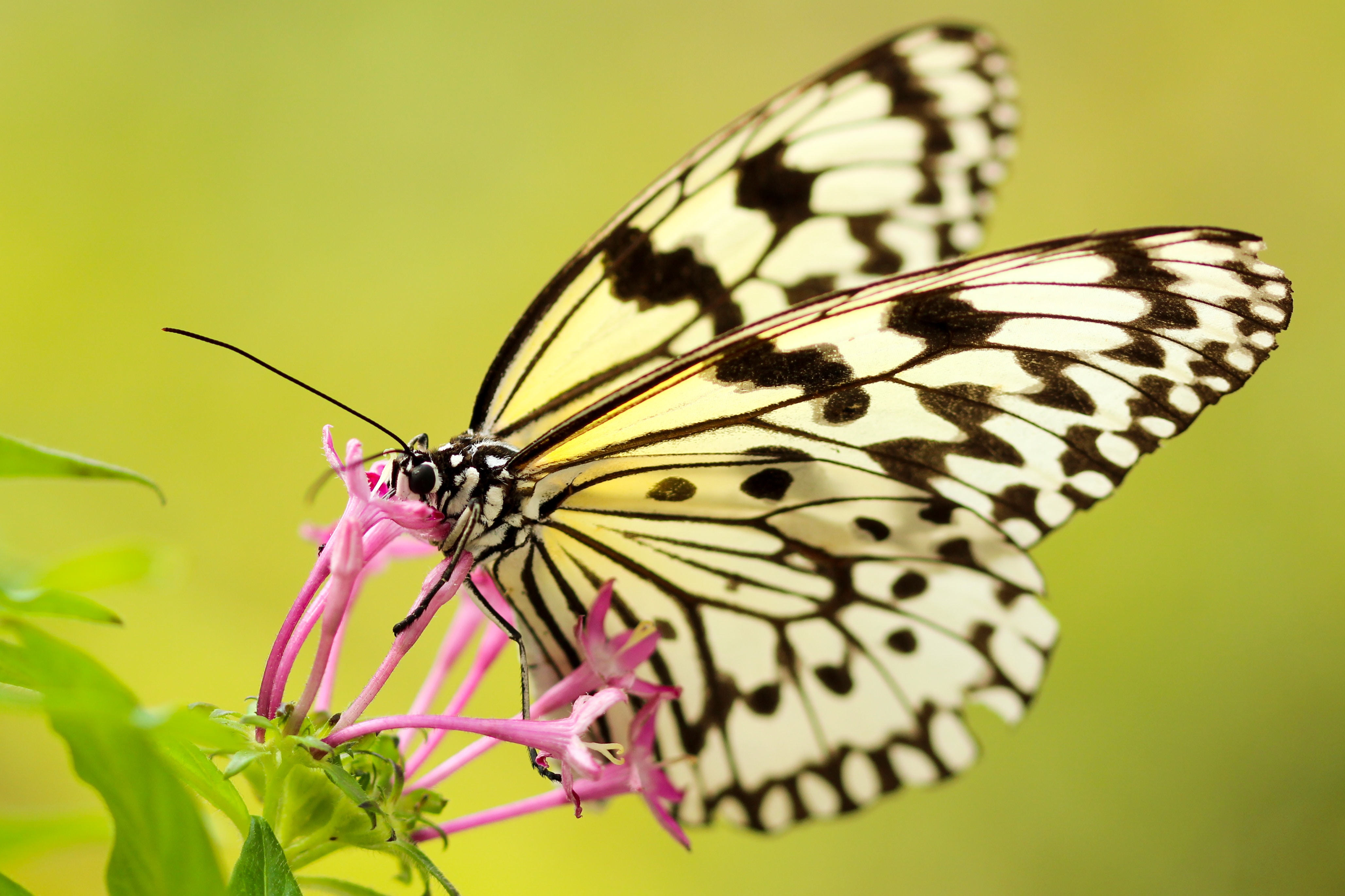 Showing up - Photo by Boris Smokrovic on Unsplash