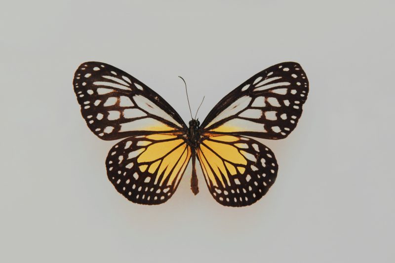 The Butterfly on a Gray Background
