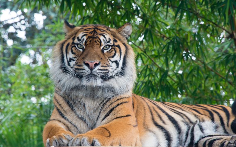 a bengal tiger sits calmly
