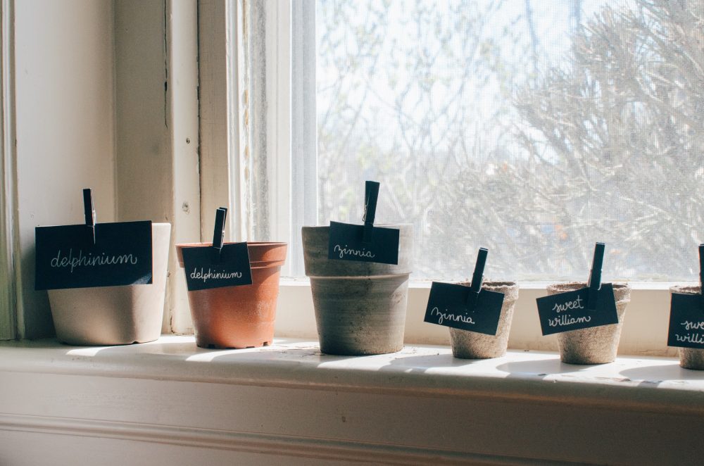 Water Seeds of Joy - plants by window growing in pots