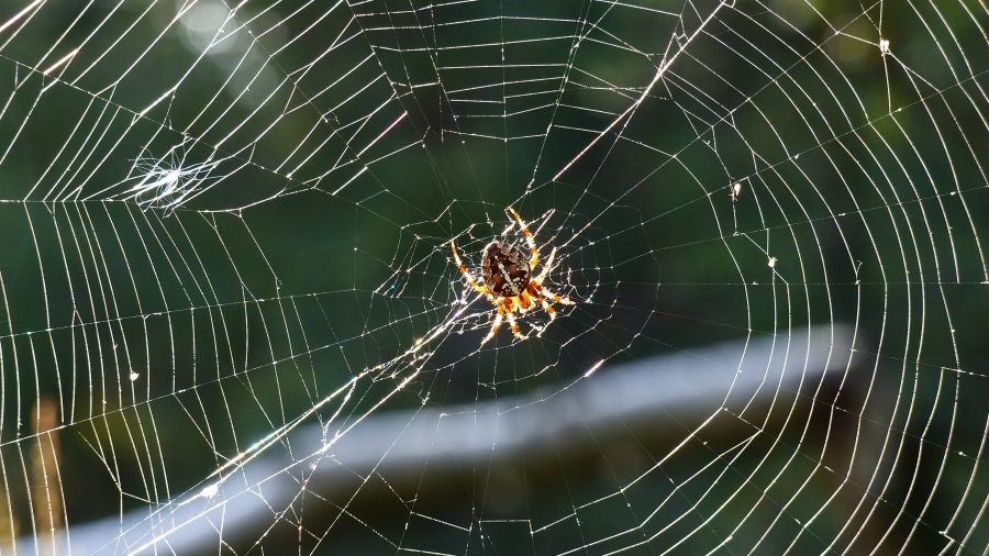 Channeling the spider on a web